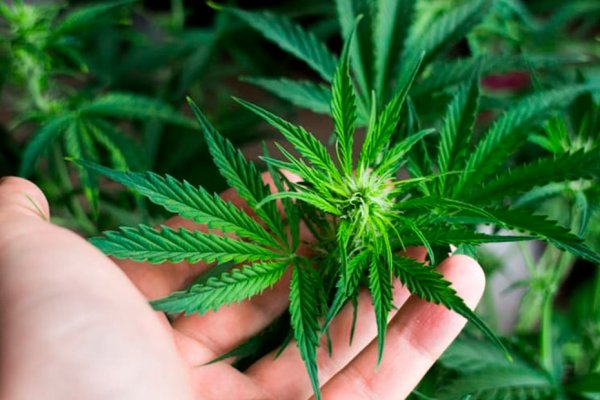 Кракен официальная ссылка kraken torion