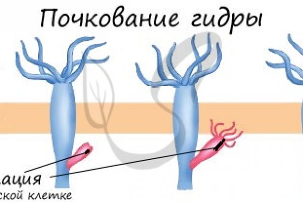 Kraken зеркала kr2web in