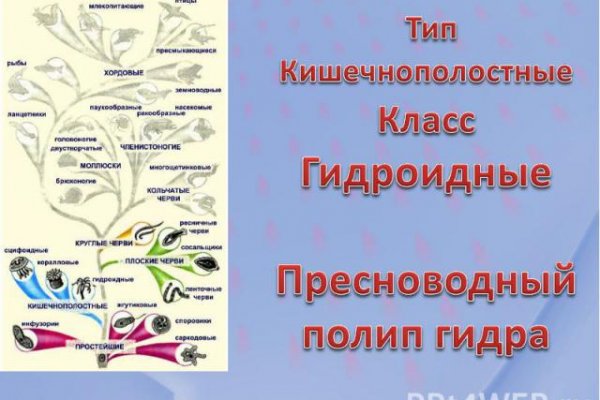 Kraken вход kraken torion